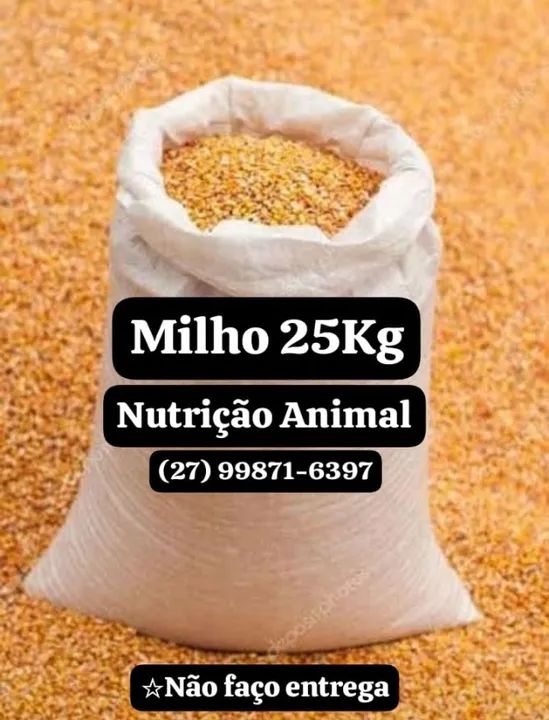 Saca 25kg Milho Grãos Inteiros