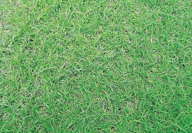 Recuperação e Manutenção de Gramado - Foto 6