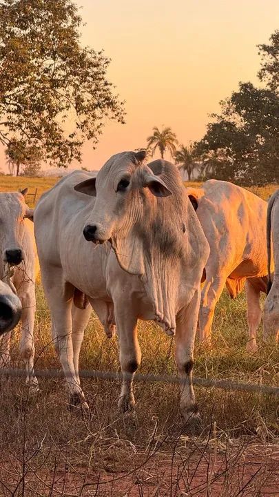 Boi nelore com e sem registro - Foto 2