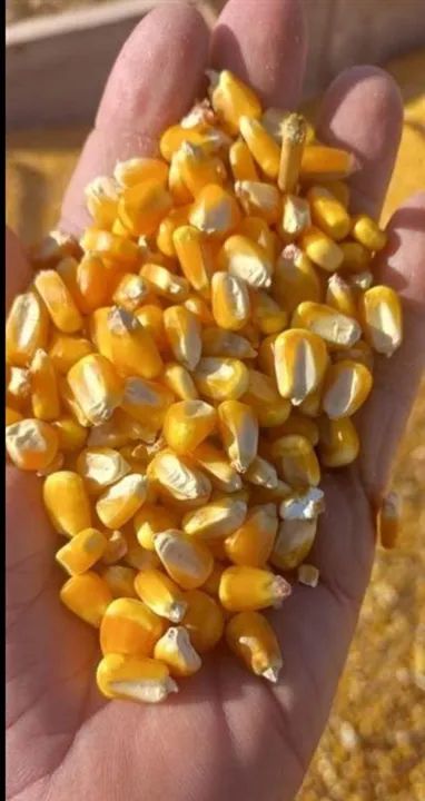 Milho de Qualidade em Sacas de 50 kg e 60 kg