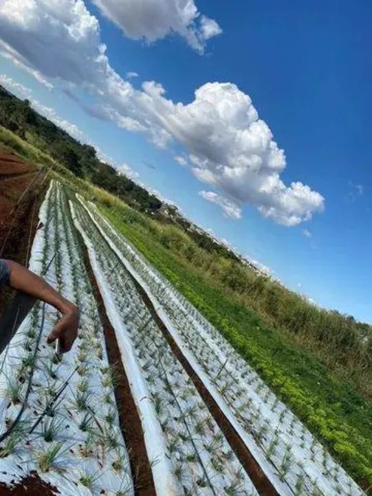 AREA COMERCIAL em GOIÂNIA - GO, JARDIM ITAIPU - Foto 4