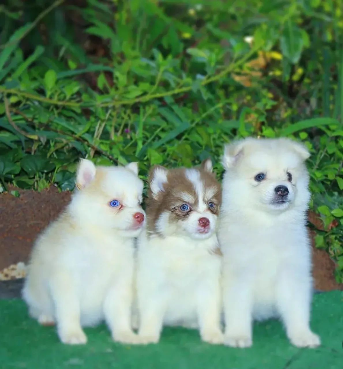 Pomsky 