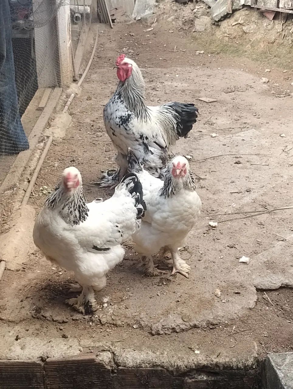 Galinha Brahma light  - Foto 2