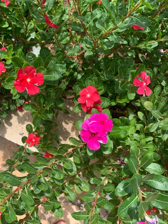 Sementes de Vinca - Flores vibrantes para seu jardim