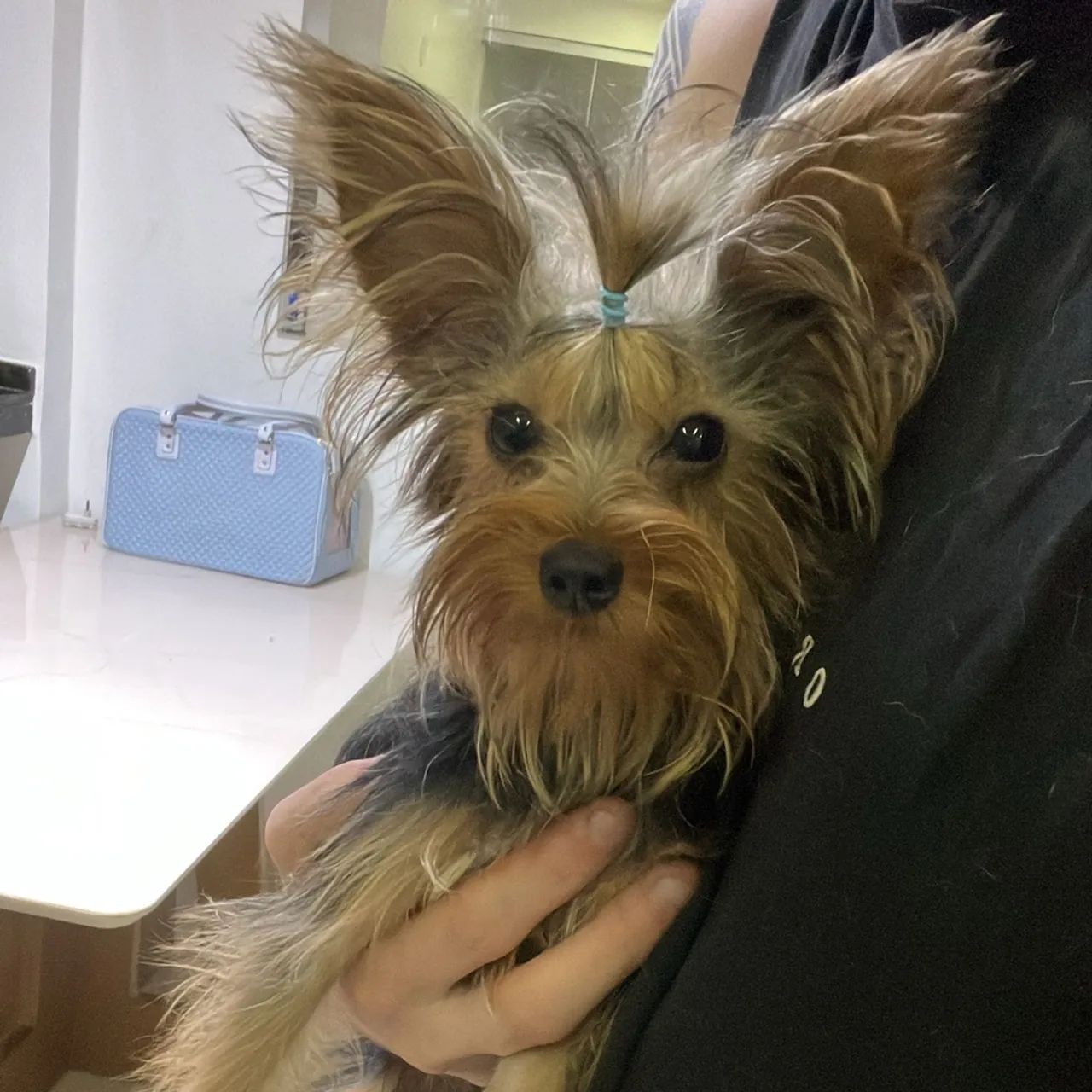 Yorkshire macho 5 meses 