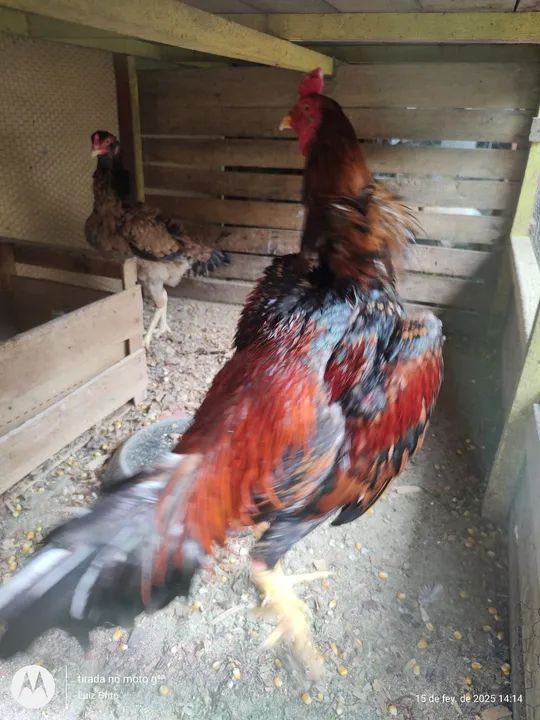 Galinhas de raça  - Foto 4