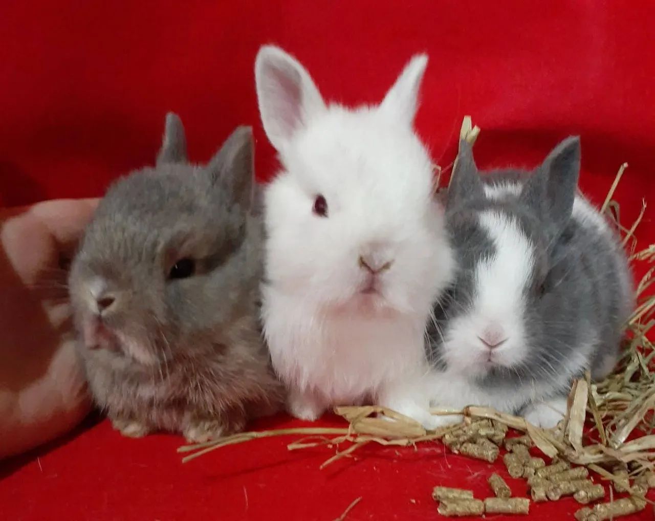Mini coelho anão netherland dwarf linhagem importada  - Foto 4