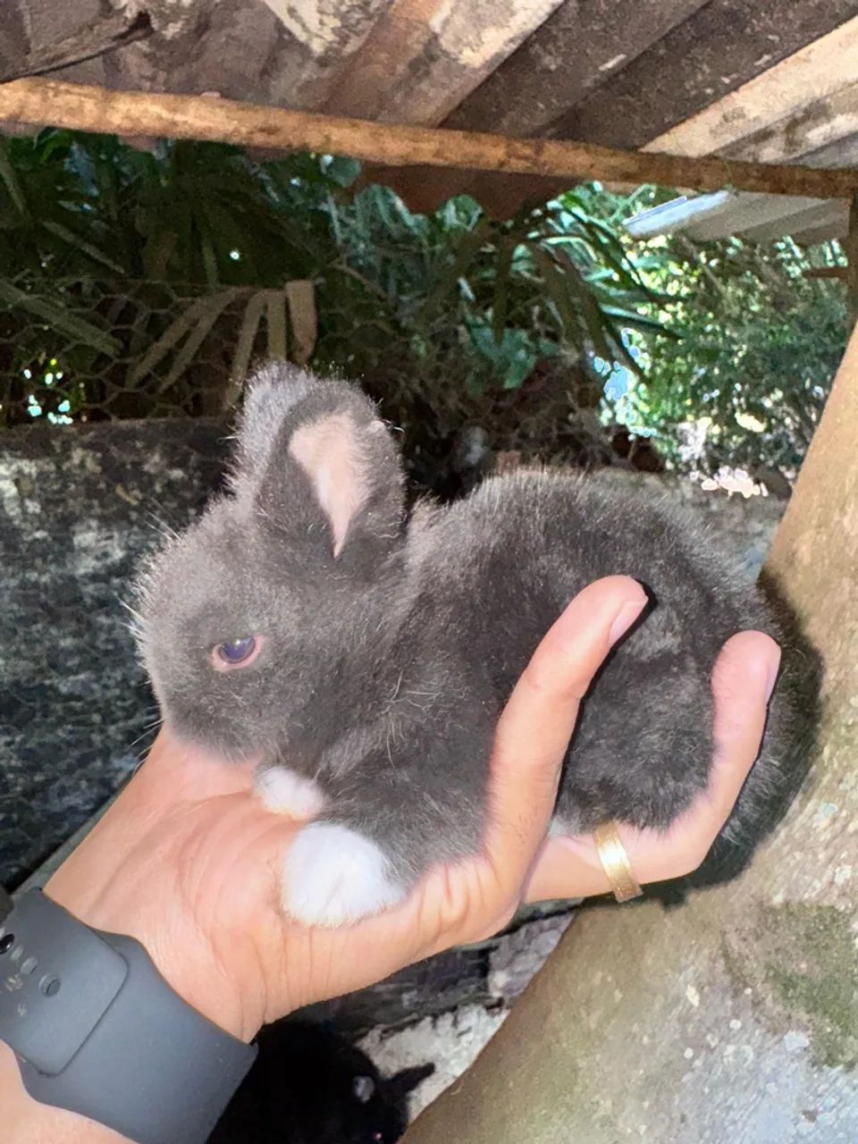 Coelhinho Mini Lion - Foto 2