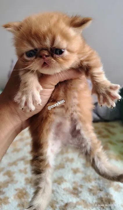 Filhote Persa - Foto 4