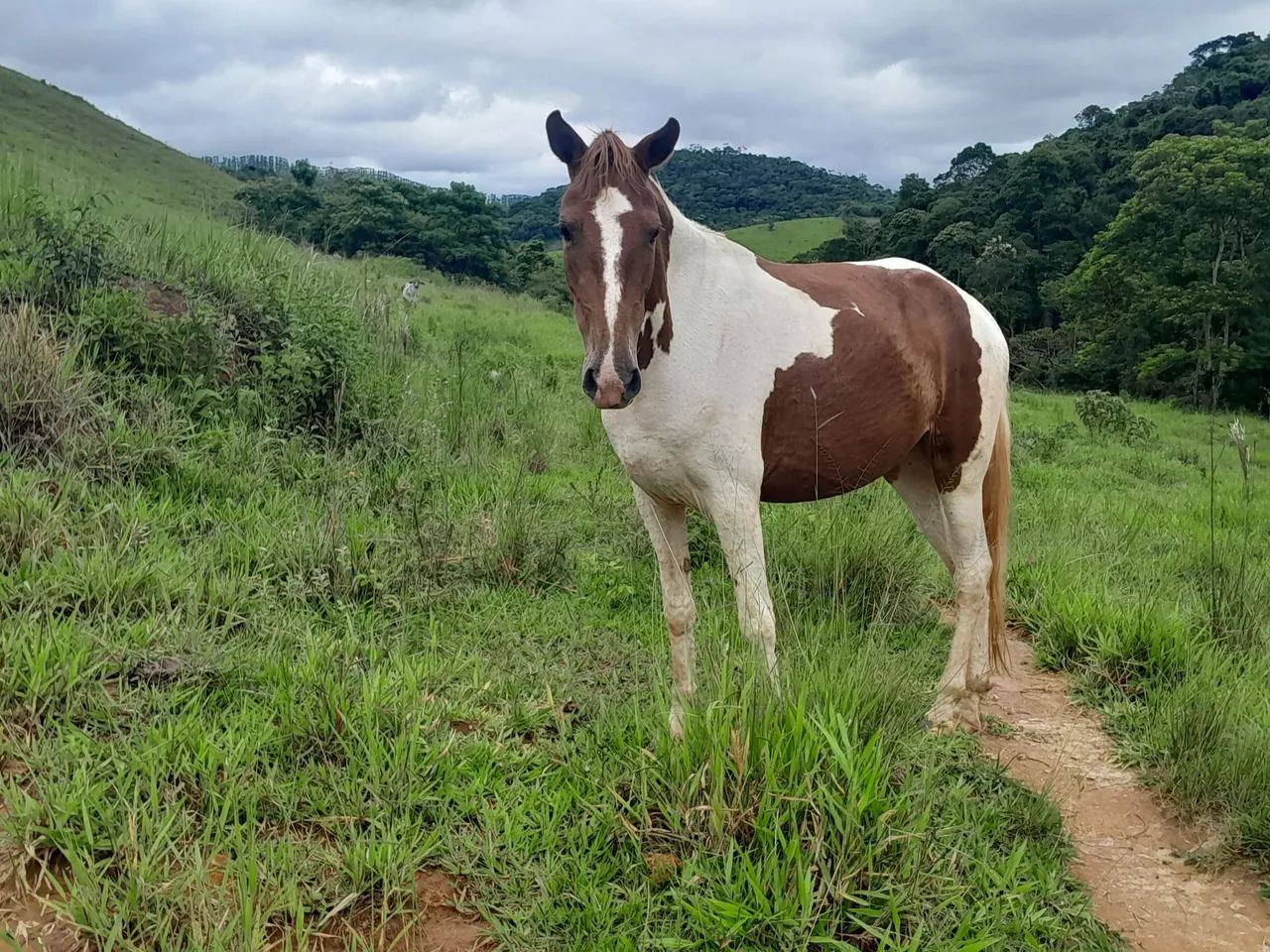 Cavalos a venda  - Foto 2