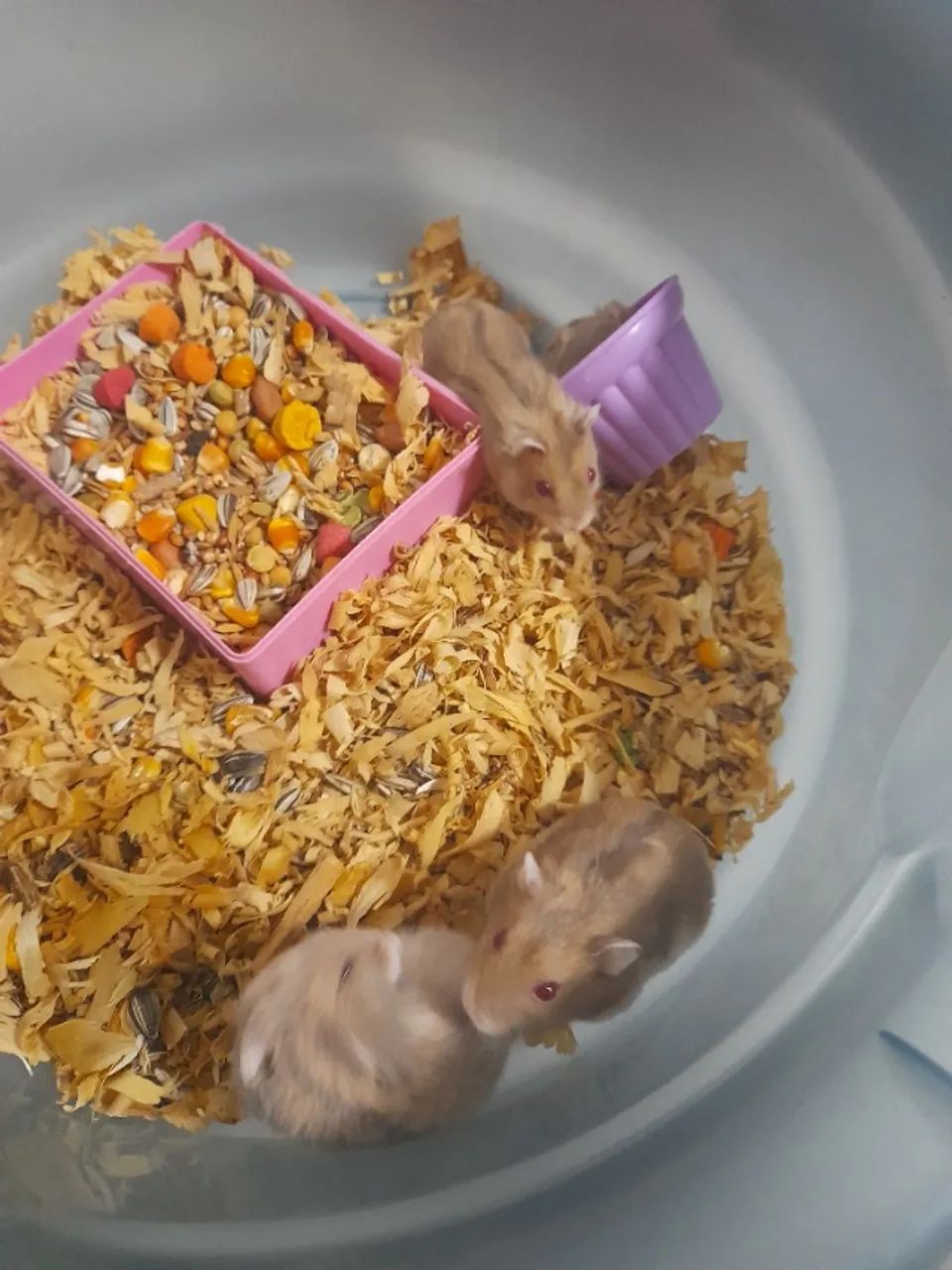 Hamster anão russo 64313864284035121