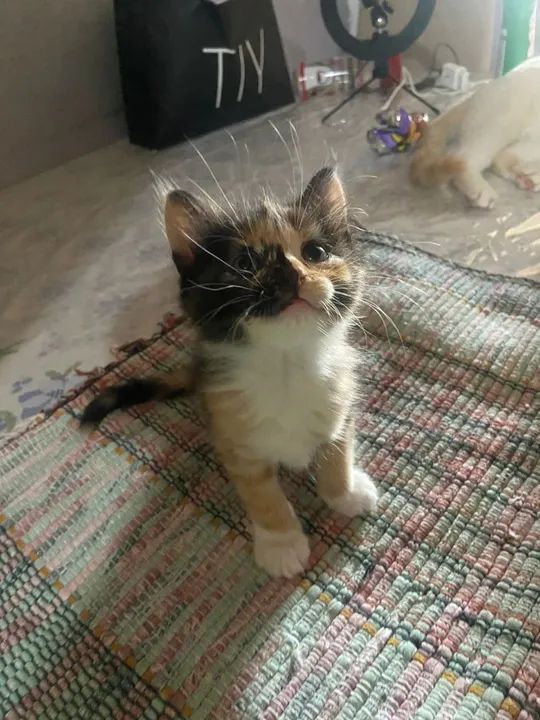 Gatinhas Fofas para Adoção - Foto 2