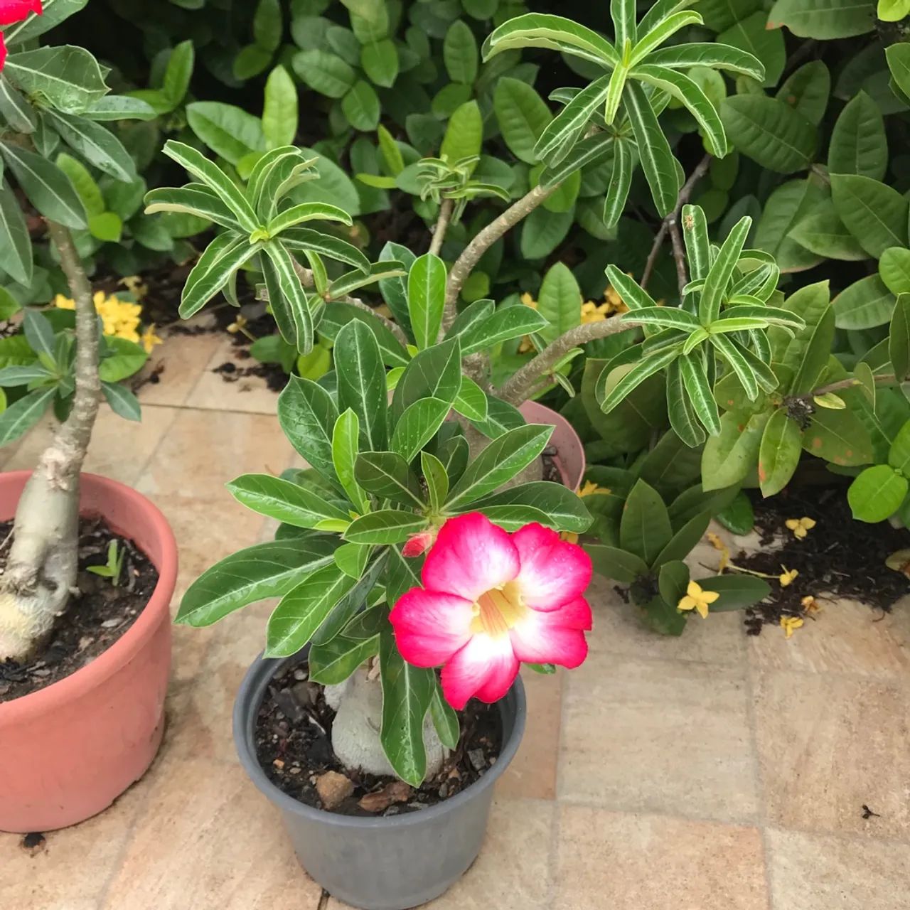 Rosas do deserto e Suculentas ? - Foto 5