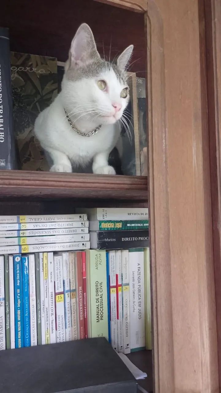 Gatos fofinhos para doar. - Foto 4