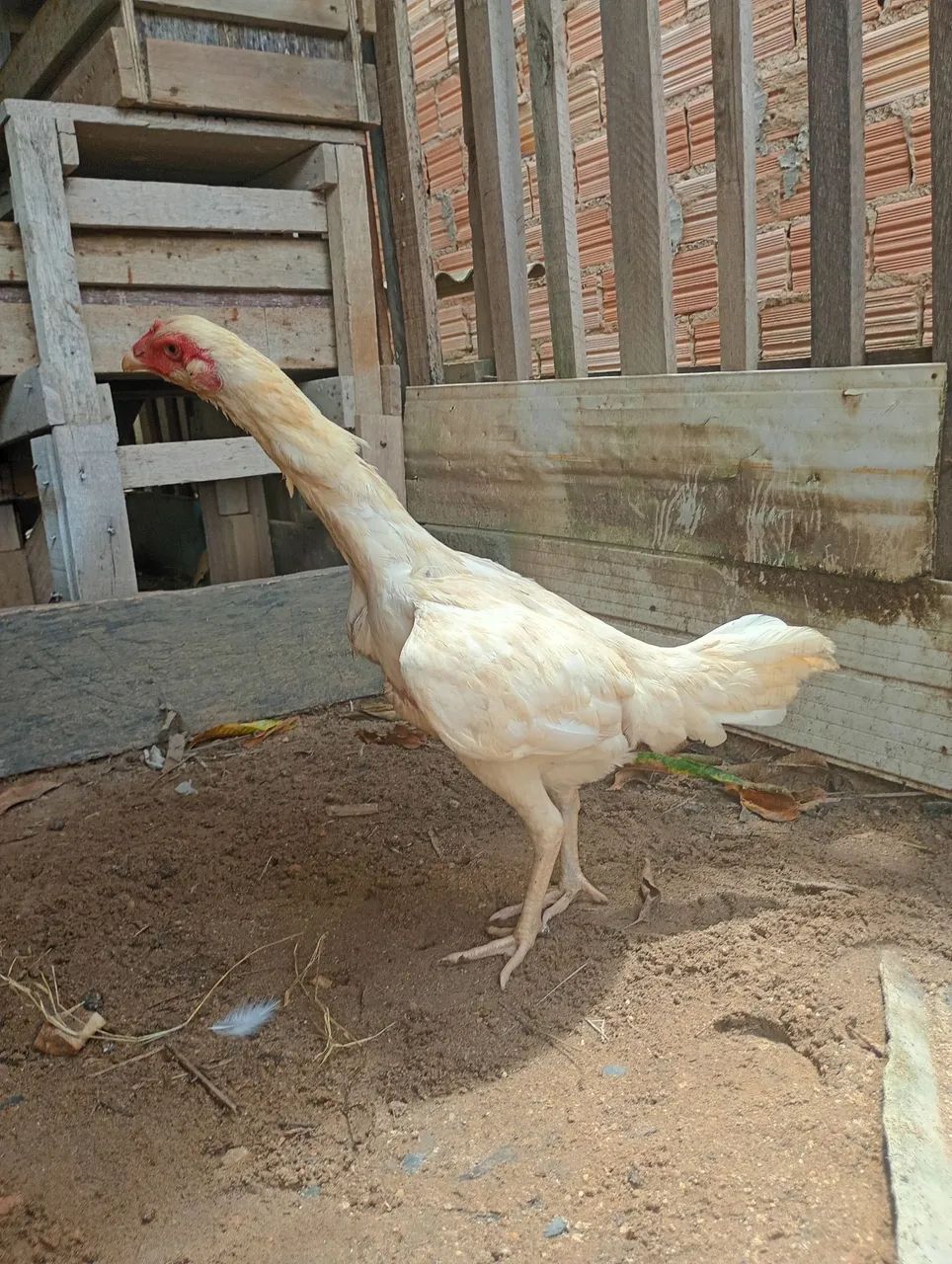 Galinha  - Foto 4