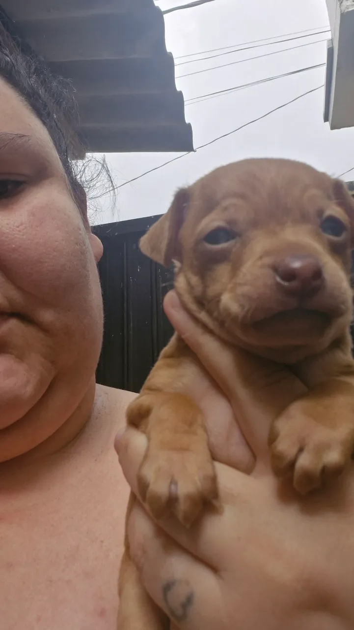 Filhote de Pinscher machos