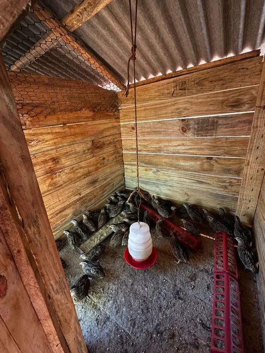 Lote de galinhas diversas