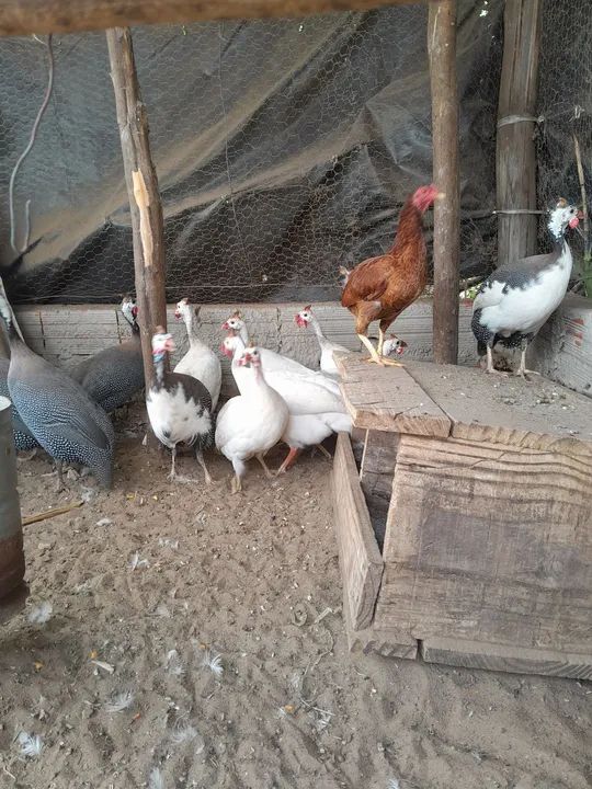 Lote de Galinha D'angola Branca - Foto 4
