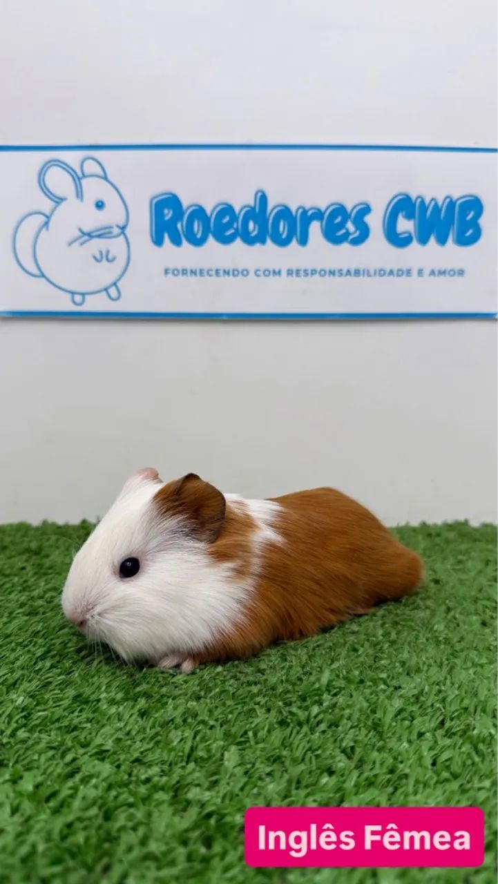 Porquinhos várias raças (Roedores CWB) 