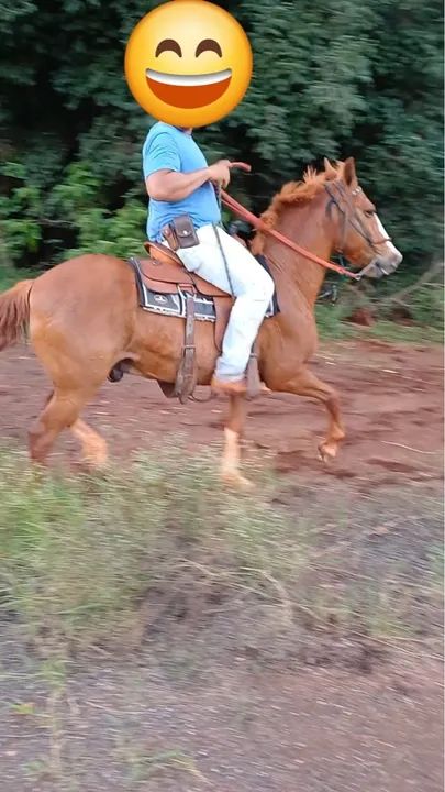 Cavalo manso bom para passeio! - Foto 5