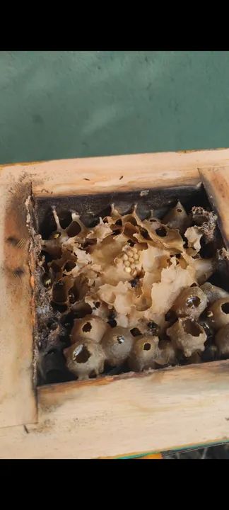 Enxame mandaçaia  - Foto 4