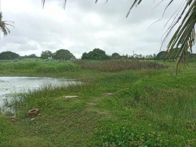 Excelente Granja com 11 hectares na região de Monte Alegre estruturada - Foto 4
