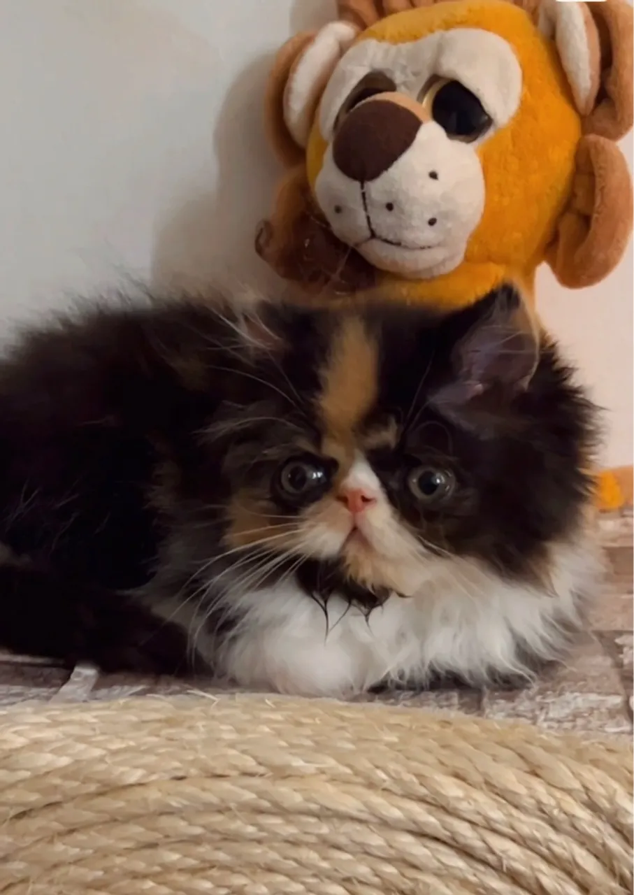 Gatinha persa 