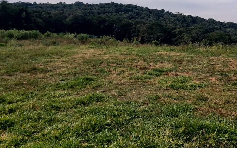O verde que você merece - Foto 2