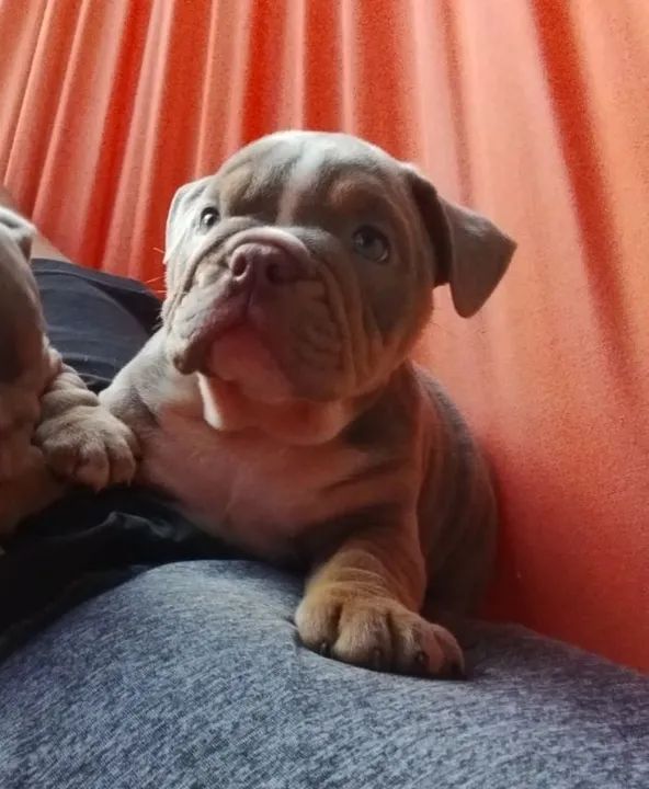 Bulldog inglês - Foto 2