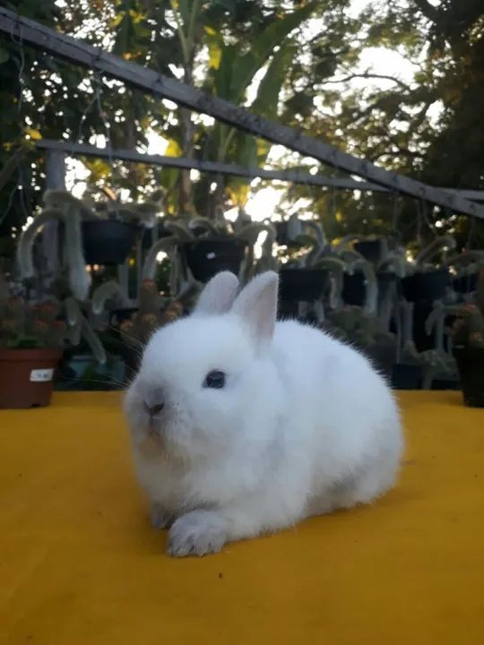 Coelho anão importado megpie  - Foto 3