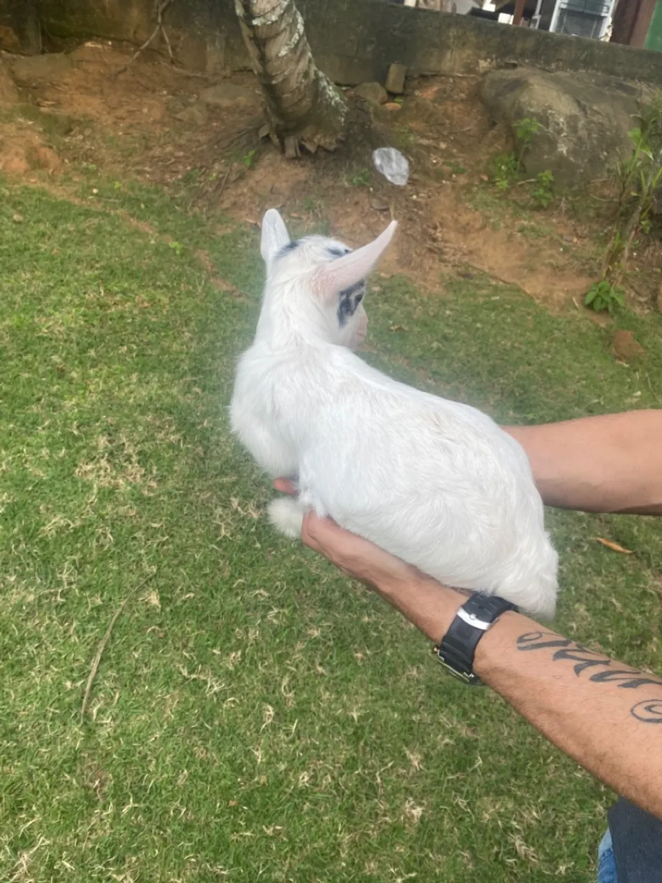 Mini cabritinho