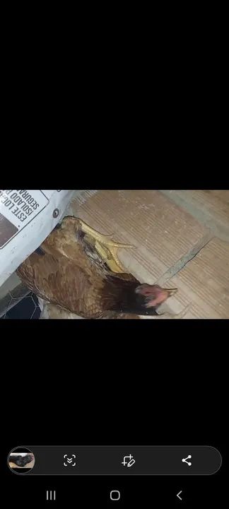 Frangas Caipira próximo a postura  - Foto 6