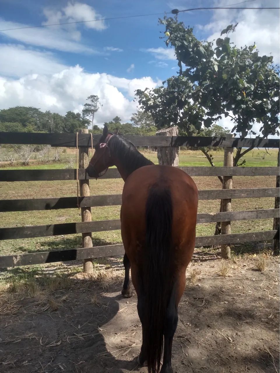 Vendo ou troco cavalo  - Foto 2