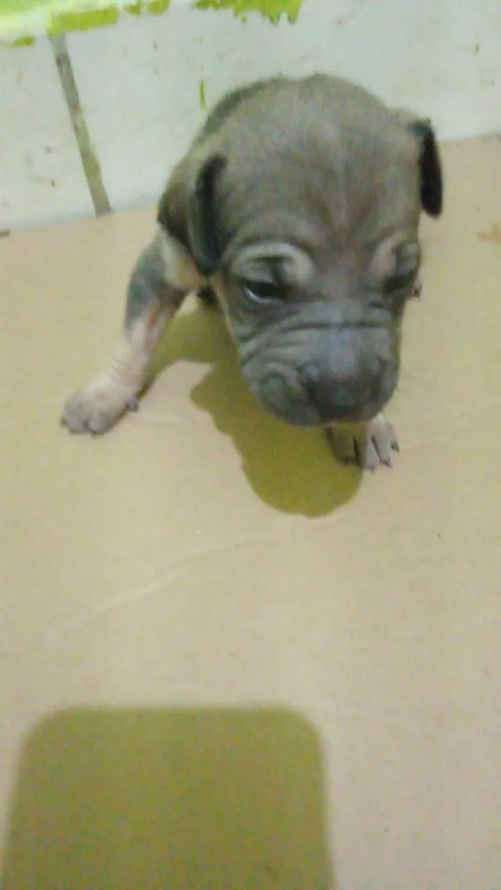 Filhotes sharpei com pastor alemão