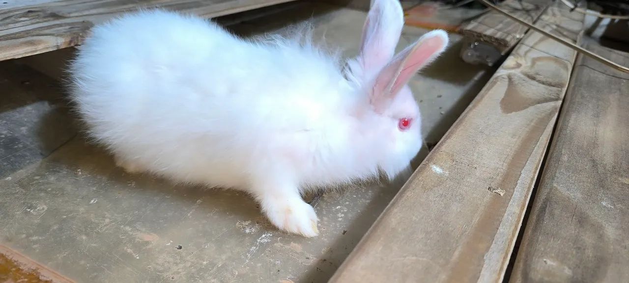 Filhote de leão Coelho64304356313729124