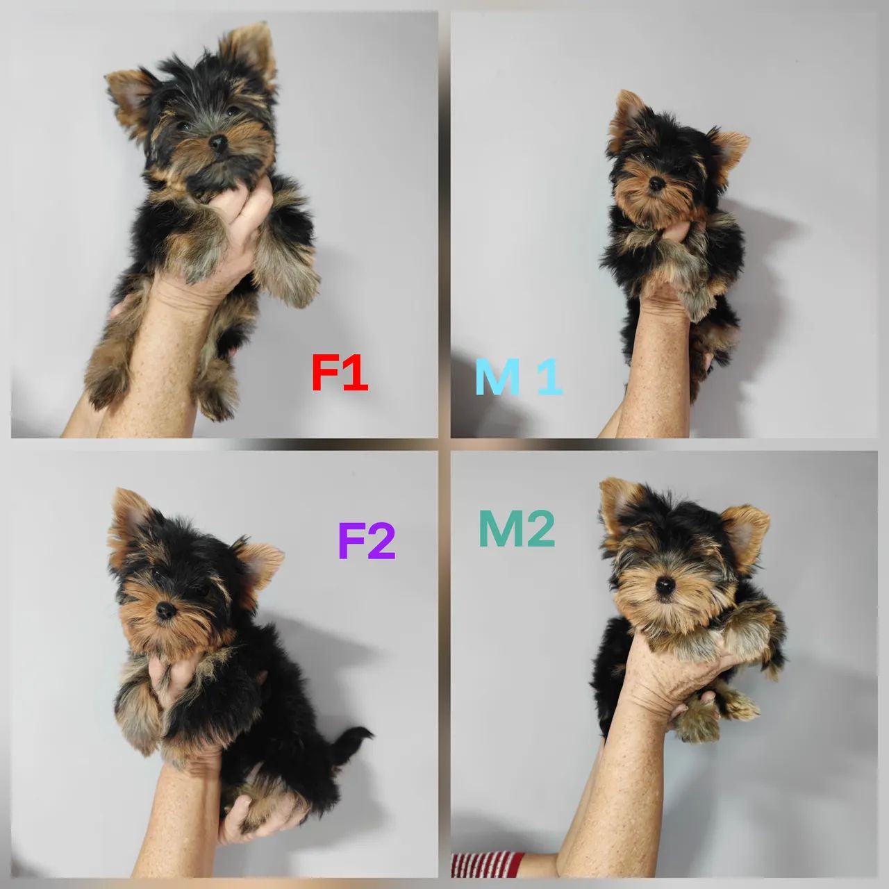 Filhotes Yorkshire Terrier Yorkshire Olx Filhotes De Yorkshire