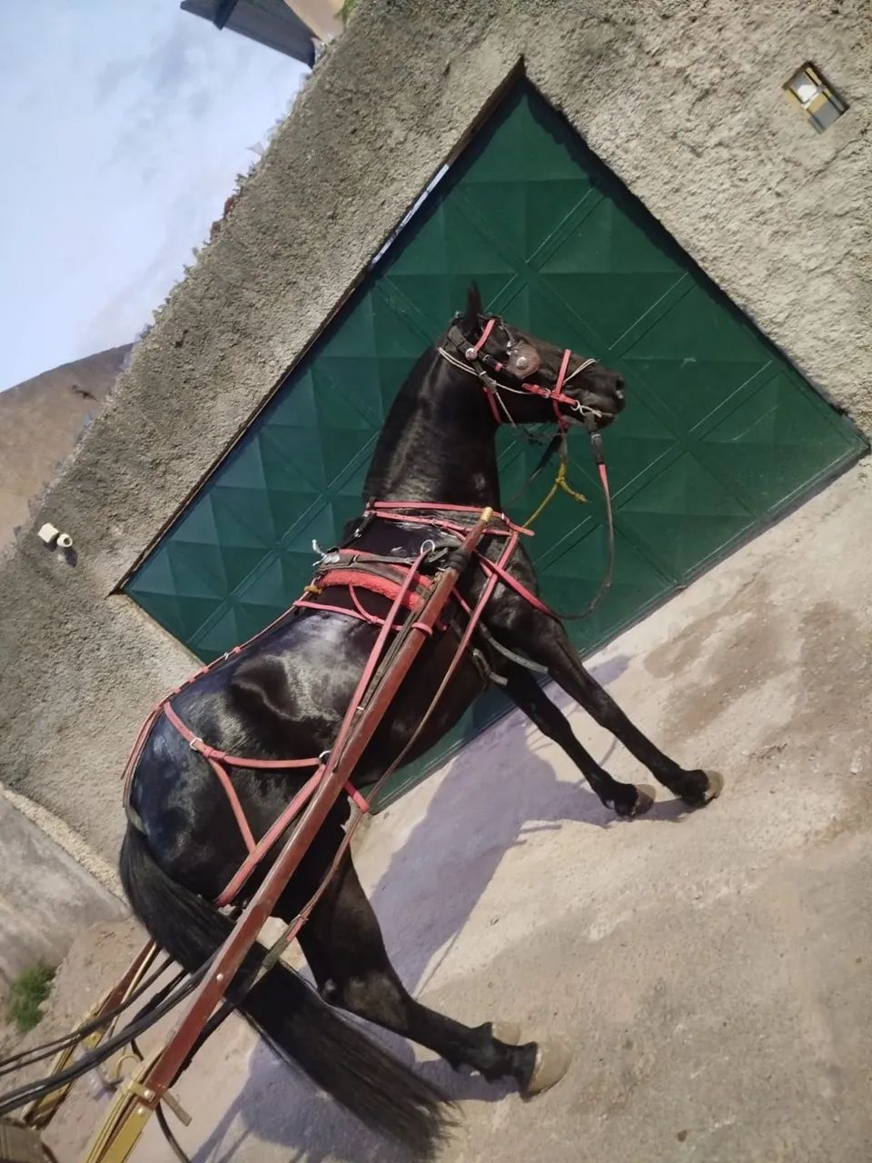 Vendo Cavalo American trote 