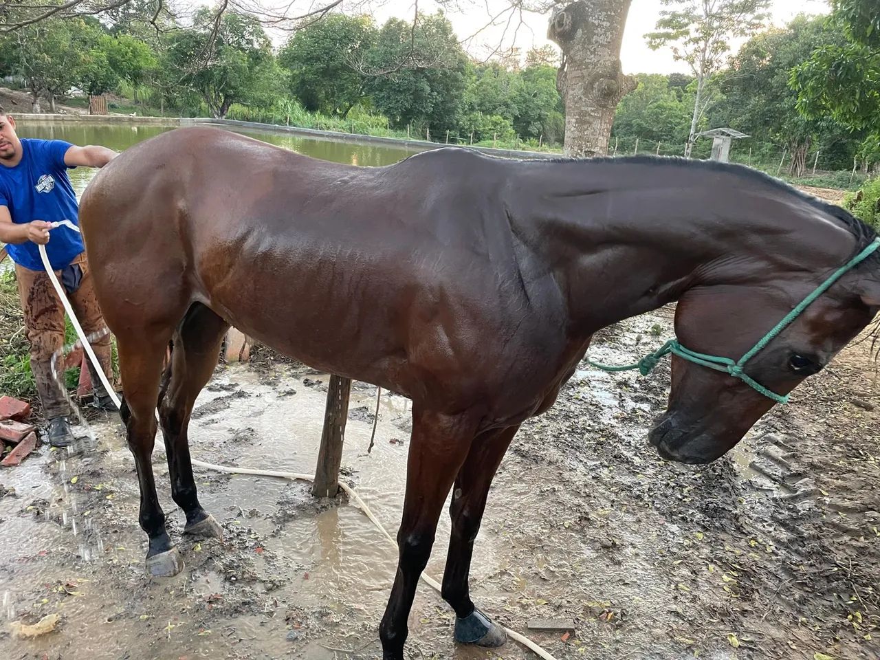 Égua Qm Po  - Foto 5