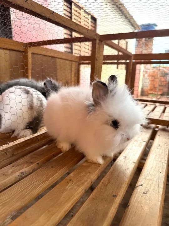 Filhotes de Coelhos Mini Lions 