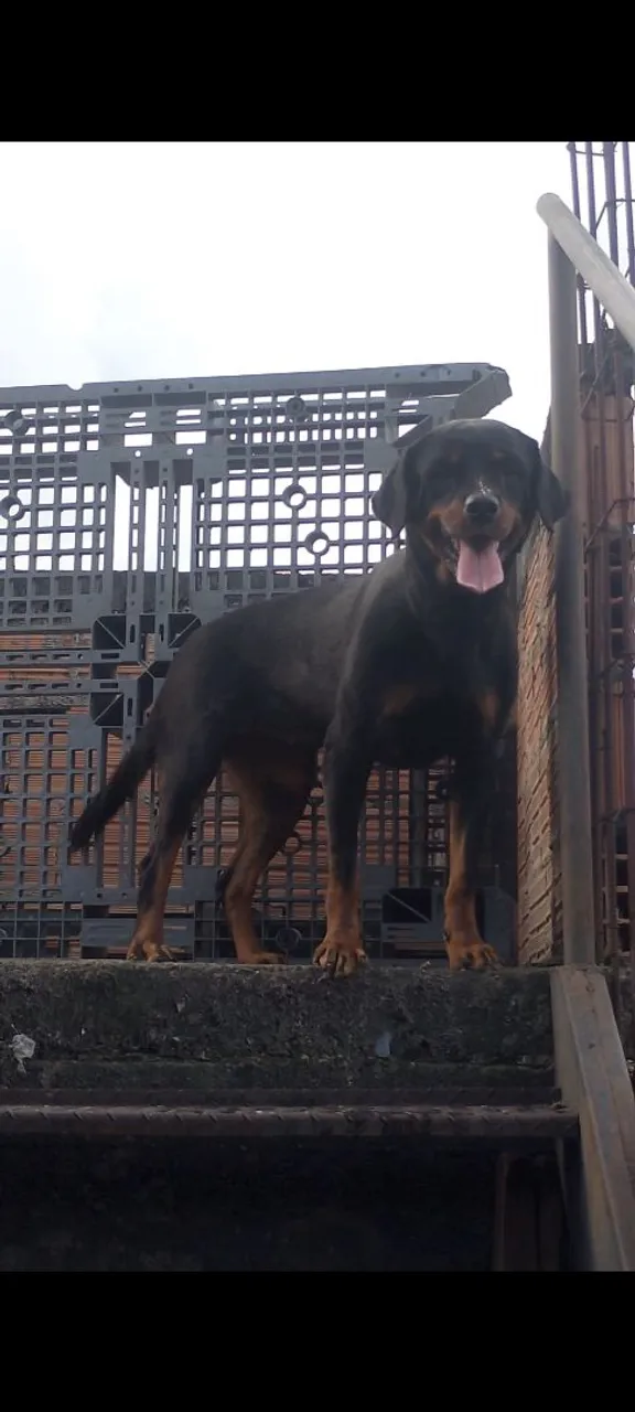 Fêmea Rottweiler 1 ano valor 600 reais