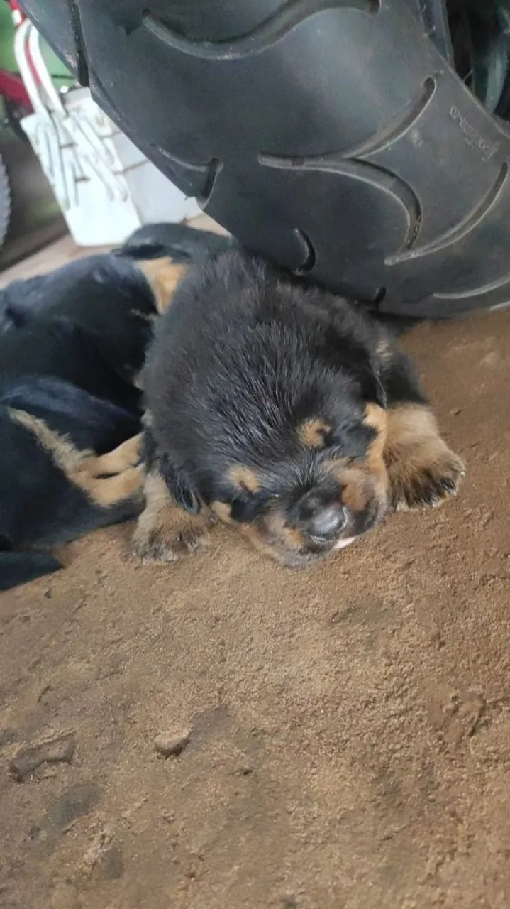 Filhotes Rottweiler