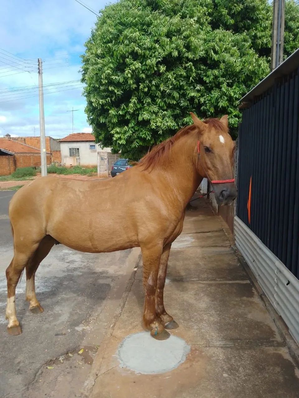 Cavalo manso 