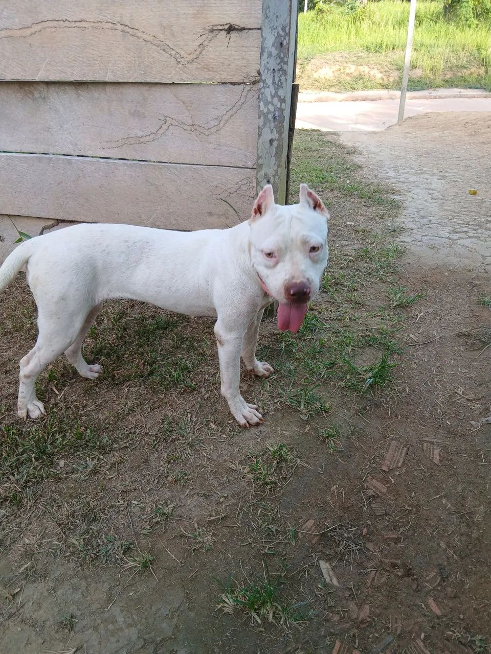 Pitbull puro  - Foto 3