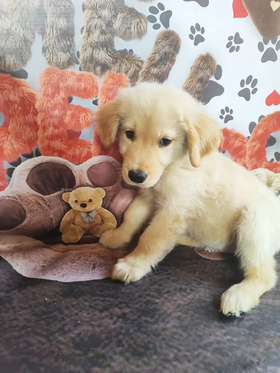Filhote Golden Retriever fêmea