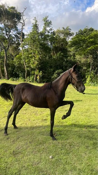 Potra Mangalarga marchador - Foto 4