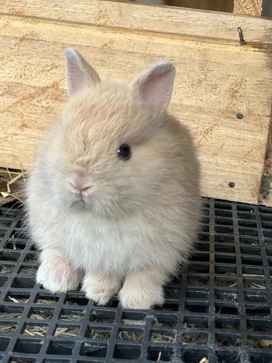 Coelho anão Netherland Dwarf Show  - Foto 3