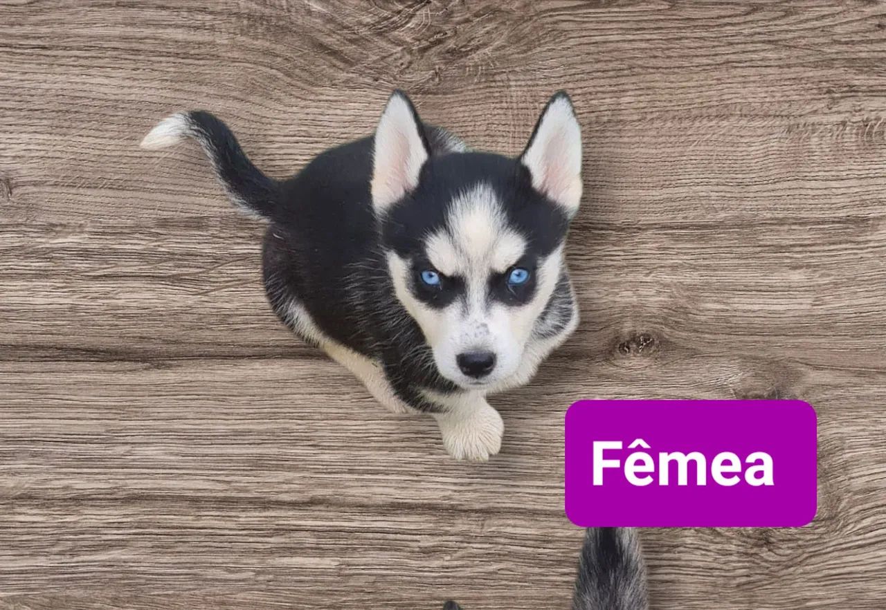 Husky Siberiano! - Foto 3