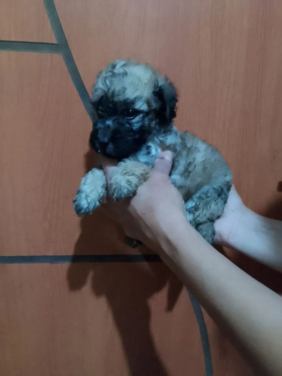 Filhotes de Poodle toy  machos com 2 meses valor 600 reais cada filhote.  - Foto 2
