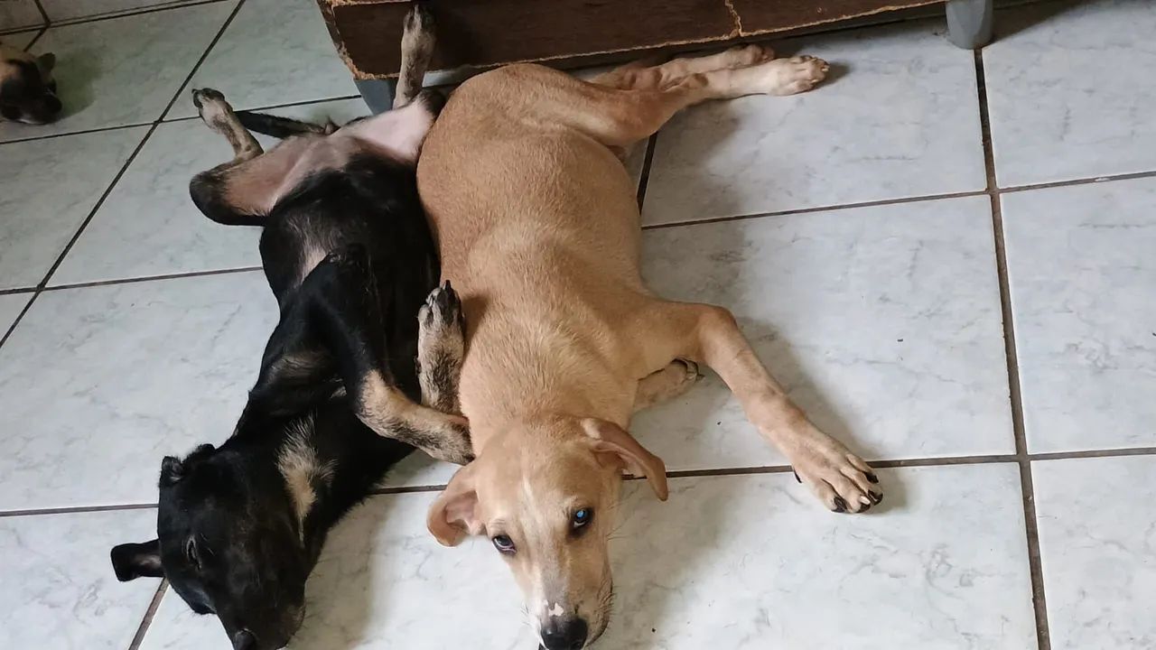 Filhotes de porte médio para adoção