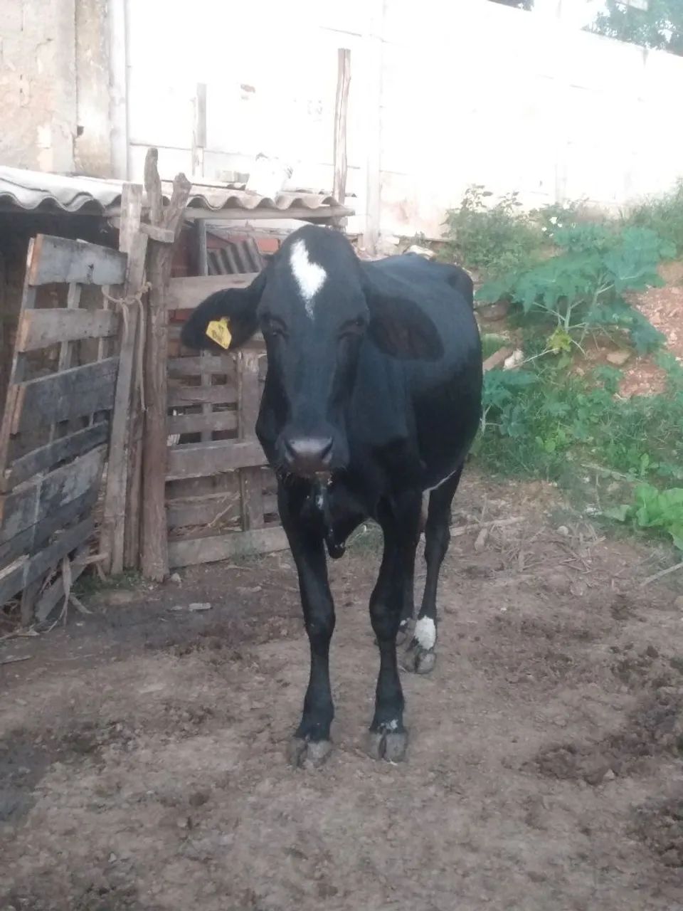 Vaca - Foto 2